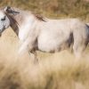 White Brumby paint by numbers