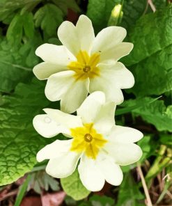 White Primrose paint by numbers