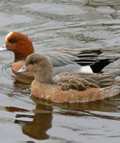 Wigeon Birds In Lake Paint By Number