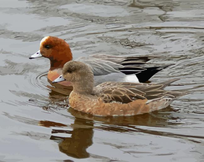 Wigeon Birds In Lake Paint By Number