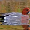 Wigeon Swimming Paint By Number
