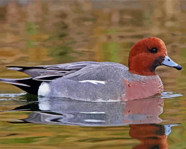 Wigeon Swimming Paint By Number