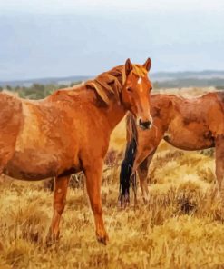 Wild Brown Brumby Horses paint by numbers