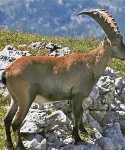 Wild Chamois paint by numbers