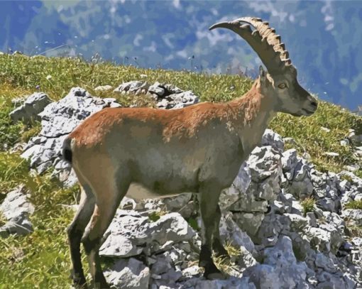 Wild Chamois paint by numbers