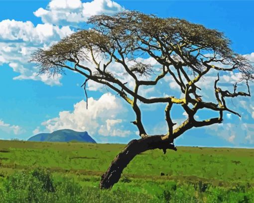 Wild Acacia Tree paint by numbers