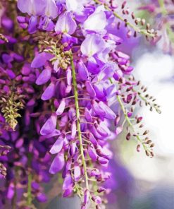 Wisteria Flowers paint by numbers