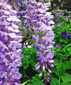 Wisteria Flower paint by numbers