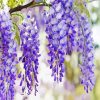 Wisteria Flower Plant paint by numbers