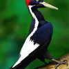 Woodpecker Bird Animal paint by numbers