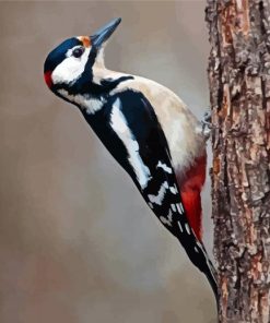 Woodpecker Bird paint by numbers