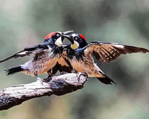 Woodpecker Birds Paint By Number
