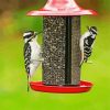 Woodpecker Birds paint by numbers