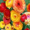 Yellow Ranunculus paint by numbers