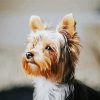 Small Yorkie Dog Paint By Number