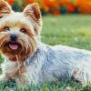 White Yorkie Dog Paint By Number