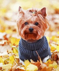Yorkshire Terrier Wearing Clothes Paint By Number
