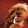 Yorkshire Terrier And Tooth Brush Paint By Number