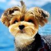 Yorkshire Terrier Puppy Paint By Number