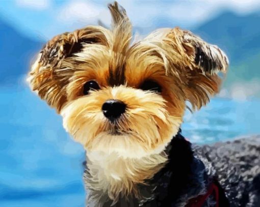 Yorkshire Terrier Puppy Paint By Number