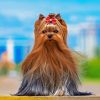 Yorkshire Terrier Standing Outdoors on a Sunny Day paint by numbers