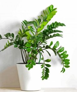 Zamioculcas Plant paint by numbers