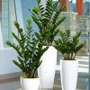 Zamioculcas Plants paint by numbers
