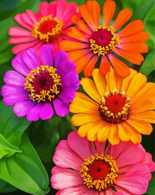 Zinnias Flowers Paint By Number