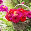 Zinnias Basket paint by numbers