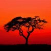 Acacia Tree Sunset Silhouette paint by numbers