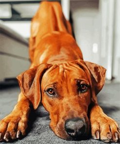 Adorable Ridgeback Paint By Number