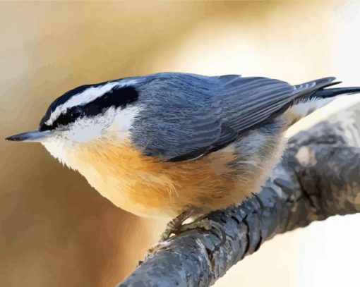 Adorable Nuthatch paint by numbers