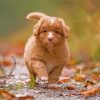 Adorable Toller Puppy Paint By Number
