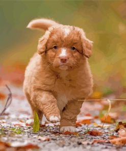 Adorable Toller Puppy Paint By Number