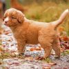 Adorable Toller Dog Paint By Number