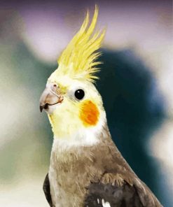 Aesthetic Cockatiel Paint By Number