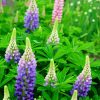Aesthetic Purple Lupins paint by numbers