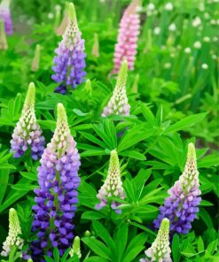 Aesthetic Purple Lupins paint by numbers