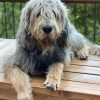 Aesthetic Otterhound paint by numbers