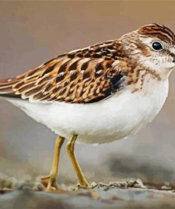 Aesthetic Sandpiper paint by numbers