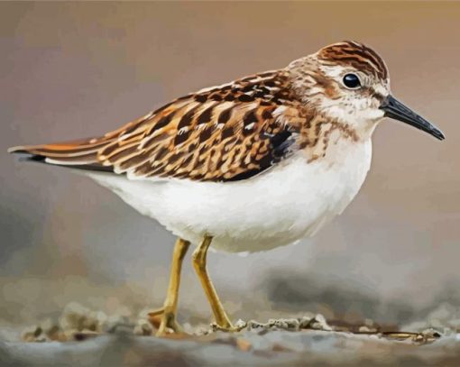 Aesthetic Sandpiper paint by numbers