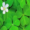 Aesthetic Shamrocks Plants Paint By Number