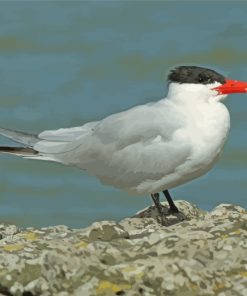 Aesthetic Tern Bird Paint By Number