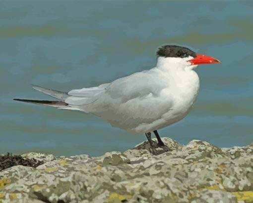 Aesthetic Tern Bird Paint By Number