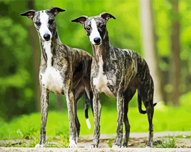 Aesthetic Whippet Dogs Paint By Number