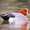 Aesthetic Wigeon Bird In Lake Paint By Number