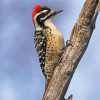 Aesthetic Woodpecker Bird Paint By Number