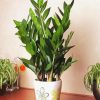 Aesthetic Zamioculcas Plant paint by numbers