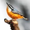 Aesthetic Beautiful Nuthatch Bird paint by numbers
