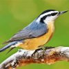 Aesthetic Nuthatch Bird Paint By Number